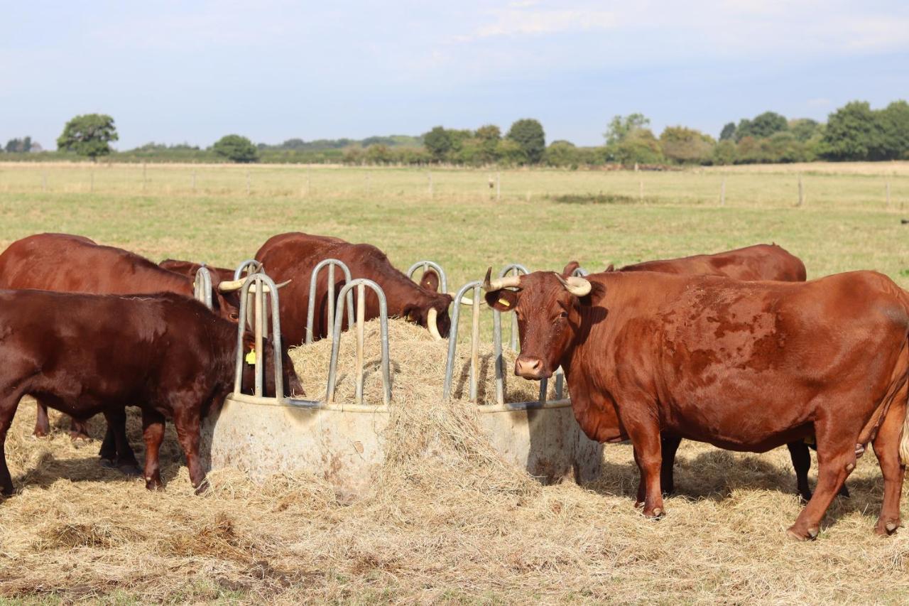 Oxen Cottage Nables Farm Seagry Eksteriør billede